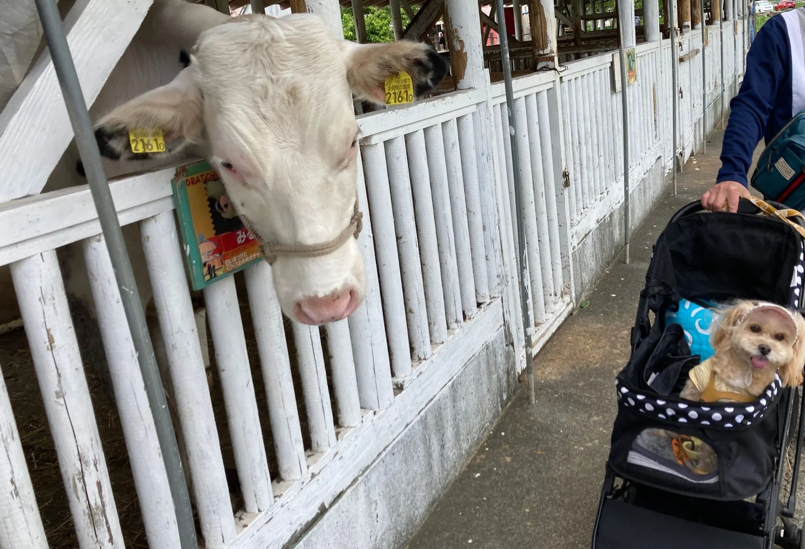 🐄 낙농왕국 오라체 이미지 1